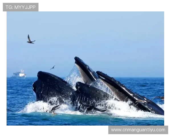 蓝鲸体育合作伙伴介绍：了解蓝鲸体育在体育行业中的合作模式及其带来的行业变革